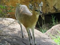 Manyara-Nationalpark - Klippspringer &ndash; &copy; Annette Weise (Eberhardt TRAVEL)