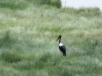 Manyara-Nationalpark - Sattelstorch &ndash; &copy; Annette Weise (Eberhardt TRAVEL)