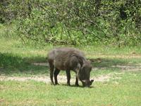 Manyara-Nationalpark - Warzenschwein &ndash; &copy; Annette Weise (Eberhardt TRAVEL)