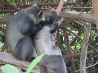 Manyara-Nationalpark - Blaue Meerkatzen &ndash; &copy; Annette Weise (Eberhardt TRAVEL)