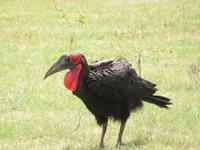Manyara-Nationalpark - Hornrabe &ndash; &copy; Annette Weise (Eberhardt TRAVEL)
