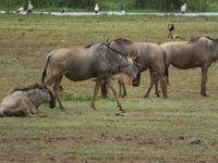 Manyara-Nationalpark - Gnus &ndash; &copy; Annette Weise (Eberhardt TRAVEL)