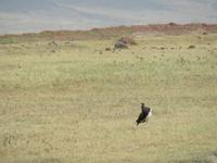 Ngorongoro Nationalpark - Abdimstorch &ndash; &copy; Annette Weise (Eberhardt TRAVEL)