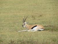 Ngorongoro Nationalpark - Thomsongazelle &ndash; &copy; Annette Weise (Eberhardt TRAVEL)