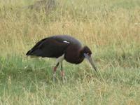 Ngorongoro Nationalpark - Abdimstorch &ndash; &copy; Annette Weise (Eberhardt TRAVEL)