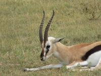 Ngorongoro Nationalpark - Thomsongazelle &ndash; &copy; Annette Weise (Eberhardt TRAVEL)