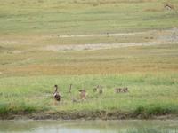 Ngorongoro Nationalpark - Ägyptengänse &ndash; &copy; Annette Weise (Eberhardt TRAVEL)