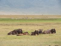 Ngorongoro Nationalpark - Gnus &ndash; &copy; Annette Weise (Eberhardt TRAVEL)