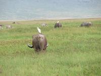 Ngorongoro Nationalpark - Büffel mit Kuhreiher &ndash; &copy; Annette Weise (Eberhardt TRAVEL)