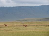 Ngorongoro Nationalpark - Elanantilopen &ndash; &copy; Annette Weise (Eberhardt TRAVEL)