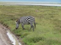 Ngorongoro Nationalpark - Zebra &ndash; &copy; Annette Weise (Eberhardt TRAVEL)