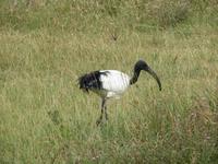 Ngorongoro Nationalpark - Heiliger Ibis &ndash; &copy; Annette Weise (Eberhardt TRAVEL)