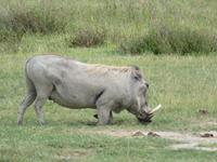 Ngorongoro Nationalpark - Warzenschwein &ndash; &copy; Annette Weise (Eberhardt TRAVEL)