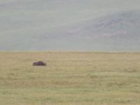 Ngorongoro Nationalpark - Nashorn &ndash; &copy; Annette Weise (Eberhardt TRAVEL)