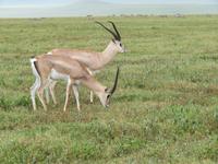 Ngorongoro Nationalpark - Grantgazelle &ndash; &copy; Annette Weise (Eberhardt TRAVEL)
