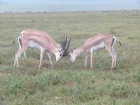 Ngorongoro Nationalpark - Grantgazelle &ndash; &copy; Annette Weise (Eberhardt TRAVEL)