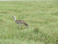 Ngorongoro Nationalpark - Riesentrappe &ndash; &copy; Annette Weise (Eberhardt TRAVEL)
