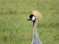 Ngorongoro Nationalpark - Kronenkranich &ndash; &copy; Annette Weise (Eberhardt TRAVEL)