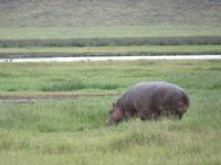 Ngorongoro Nationalpark -Nilpferd &ndash; &copy; Annette Weise (Eberhardt TRAVEL)