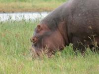 Ngorongoro Nationalpark -Nilpferd &ndash; &copy; Annette Weise (Eberhardt TRAVEL)