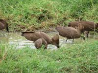 Ngorongoro Nationalpark - Hammerkopfvögel &ndash; &copy; Annette Weise (Eberhardt TRAVEL)