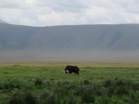Ngorongoro Nationalpark - Elefant &ndash; &copy; Annette Weise (Eberhardt TRAVEL)