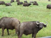Ngorongoro Nationalpark - Büffel &ndash; &copy; Annette Weise (Eberhardt TRAVEL)