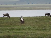 Ngorongoro Nationalpark - Riesentrappe im Hochzeitstanz &ndash; &copy; Annette Weise (Eberhardt TRAVEL)