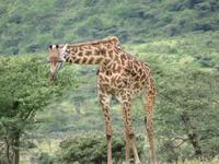 Ngorongoro Nationalpark - Giraffe &ndash; &copy; Annette Weise (Eberhardt TRAVEL)