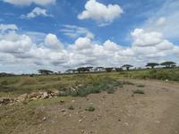 Serengeti &ndash; &copy; Annette Weise (Eberhardt TRAVEL)