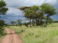 Serengeti &ndash; &copy; Annette Weise (Eberhardt TRAVEL)