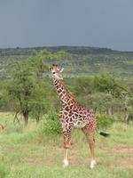 Serengeti - Giraffe &ndash; &copy; Annette Weise (Eberhardt TRAVEL)