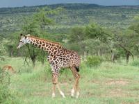 Serengeti - Giraffe &ndash; &copy; Annette Weise (Eberhardt TRAVEL)