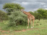 Serengeti - Giraffe &ndash; &copy; Annette Weise (Eberhardt TRAVEL)