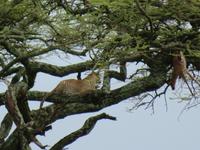 Serengeti - Leopard im Baum und seine Voratskammer &ndash; &copy; Annette Weise (Eberhardt TRAVEL)