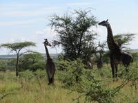 Serengeti - Giraffen &ndash; &copy; Annette Weise (Eberhardt TRAVEL)