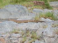 Serengeti - Nilkrokodil &ndash; &copy; Annette Weise (Eberhardt TRAVEL)