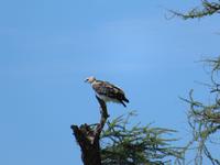 Serengeti - Kampfadler &ndash; &copy; Annette Weise (Eberhardt TRAVEL)