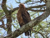 Serengeti - Raubadler &ndash; &copy; Annette Weise (Eberhardt TRAVEL)