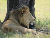 Serengeti - Löwenpaar &ndash; &copy; Annette Weise (Eberhardt TRAVEL)