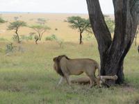 Serengeti - Löwenpaar &ndash; &copy; Annette Weise (Eberhardt TRAVEL)