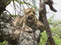 Serengeti - Leopard auf dem Baum &ndash; &copy; Annette Weise (Eberhardt TRAVEL)