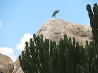 Serengeti - Reiher &ndash; &copy; Annette Weise (Eberhardt TRAVEL)