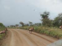 Serengeti - Topis &ndash; &copy; Annette Weise (Eberhardt TRAVEL)