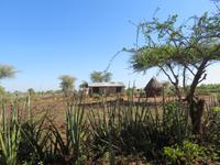 Abschied von der  Serengeti .JPG &ndash; &copy; Annette Weise (Eberhardt TRAVEL)