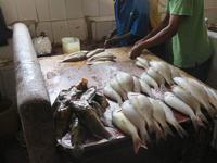 Stone Town - Fisch-Markt &ndash; &copy; Annette Weise (Eberhardt TRAVEL)
