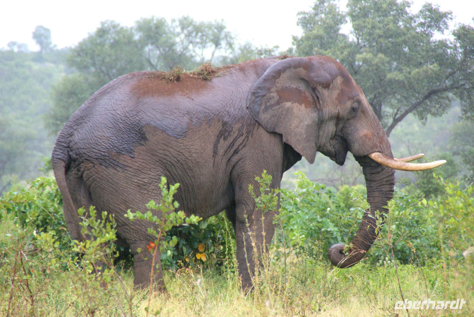 Elefantenbulle &ndash; &copy; Susanne Schirmann (Eberhardt TRAVEL)
