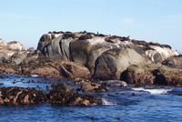 Seal Island &ndash; &copy; Susanne Schirmann (Eberhardt TRAVEL)