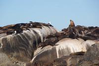 Seal Island (3) &ndash; &copy; Susanne Schirmann (Eberhardt TRAVEL)