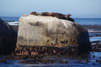 Seal Island (5) &ndash; &copy; Susanne Schirmann (Eberhardt TRAVEL)